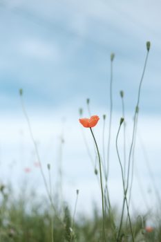 selective photo of petaled flower